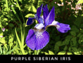 Live Purple Siberian Iris Bare Root Rhizome Starter Plants | Perennial Plant | Iris sibirica | USA