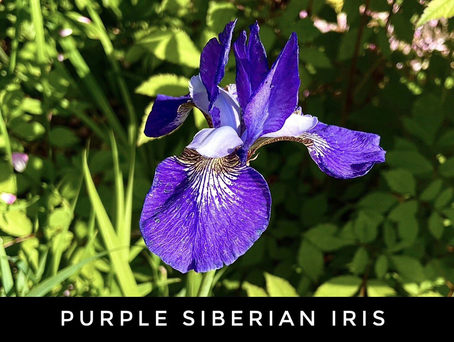 Live Purple Siberian Iris Bare Root Rhizome Starter Plants | Perennial Plant | Iris sibirica | USA