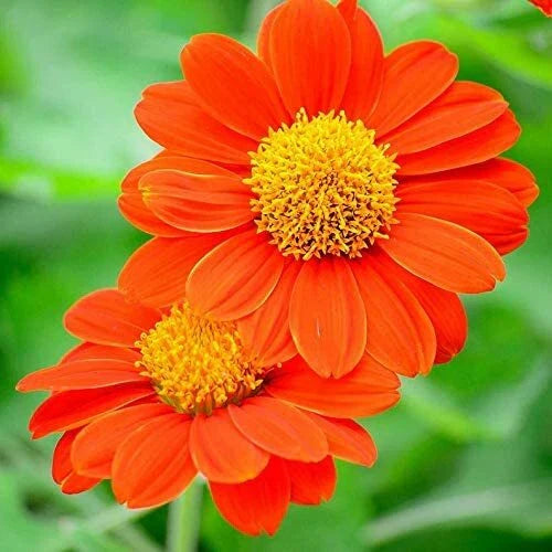Mexican Sunflower Seeds - 75 Count - Attracts Butterflies & Hummingbirds - Tithonia rotundifolia