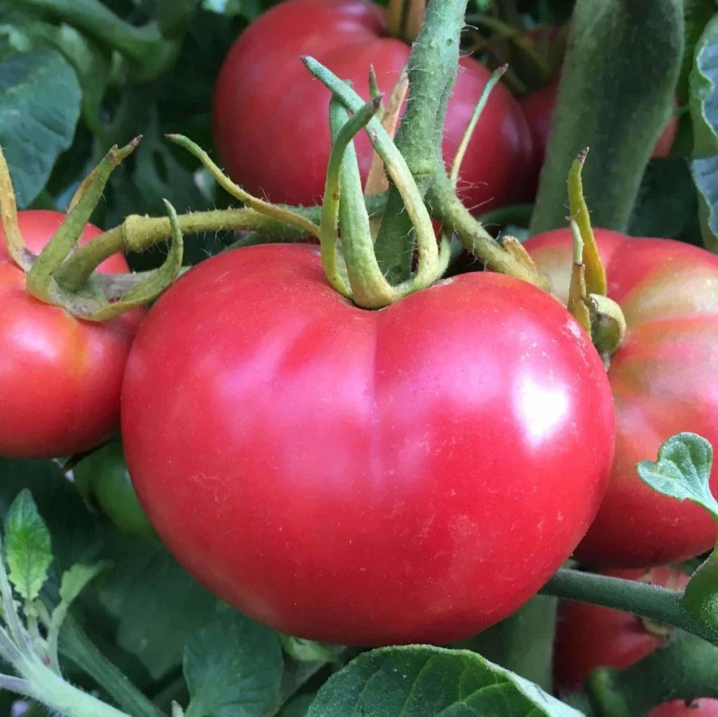 Tomato Seeds 100 Count - Bradley Pink Variety - Delicious Dark-Pink Fruit - Solanum lycopersicum