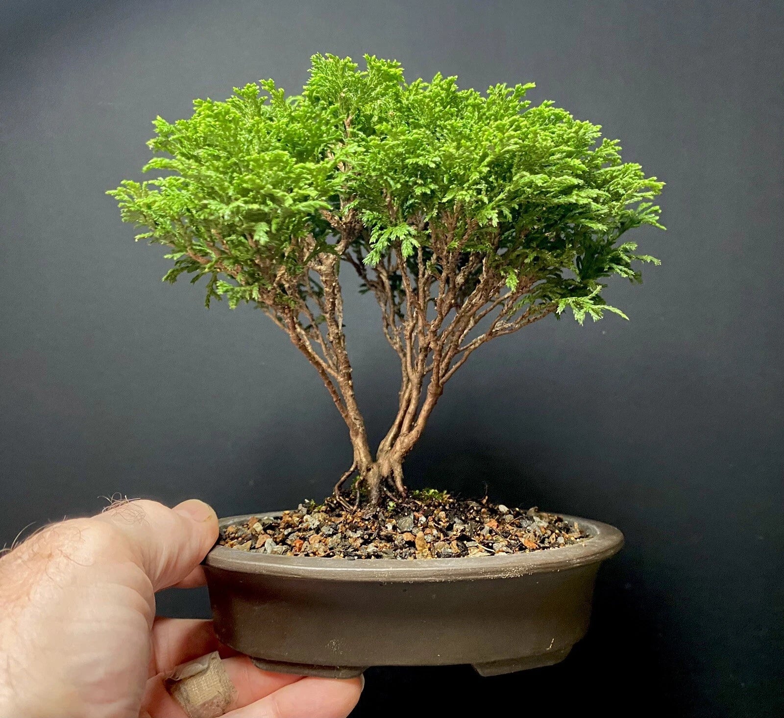 Mame Bonsai Tree Tsukumo Cypress 7 Years Chamaecyparis Pisifera Japanese Pot