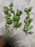 Hoya Heuschkeliana Variegated Plant Cutting | Tropical Indoor Plant | Unique Foliage for Home Decor