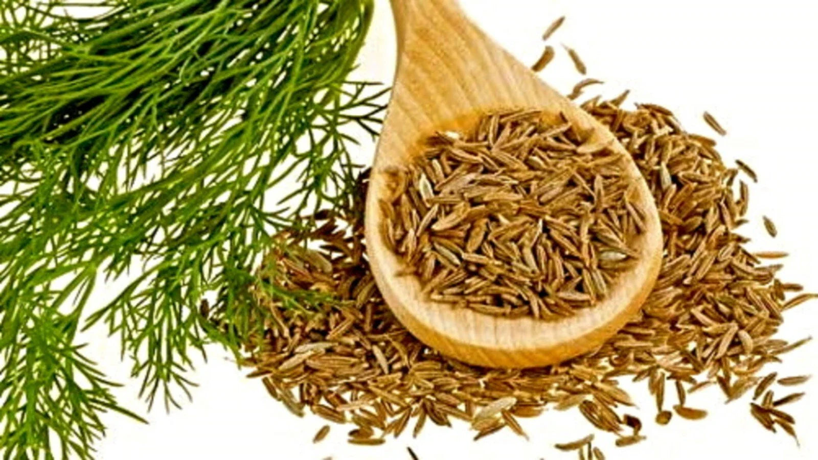 Organic Cumin Seeds | Culinary Grade | 50+ Seeds | Cuminum cyminum | Annual Herb | Free Shipping