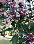 Shooting Star Plant Cuttings - 6 Quad Cuttings - Clerodendrum Quadriloculare 'Starburst' - Unique Indoor Garden Decor