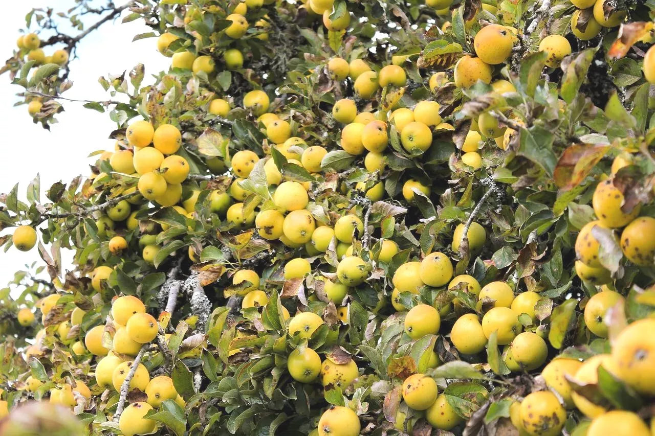 Golden Delicious Apple Tree Cuttings 6+5 Organic Scions for Rooting Grafting Malus domestica