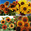 Sunflower Seeds - LANDSCAPER'S PACK - Sunset Mix Tall Branching - Helianthus annuus - 200 Seeds for Autumn Colors