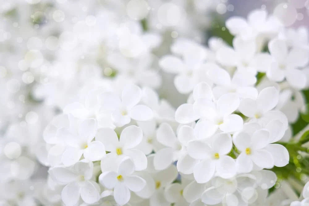 White Lilac Seeds | 100+ Seeds | Fragrant, Bonsai Variety | Syringa vulgaris