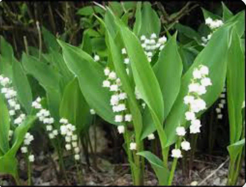 Lily of the Valley Bare Root Perennial Plants - 12+ Live Flowering Plants - Convallaria majalis for Garden