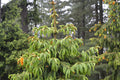 Morinda Spruce Seeds - 30 Seeds of Himalayan Spruce (Picea smithiana) for Planting, Gardening, and Landscaping