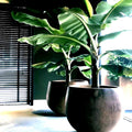 Dwarf Cavendish Banana Tree Seeds - 10 Pack - Musa acuminata - Hardy Tropical Fruit Plant Seeds