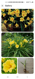 Perennial Stella De Oro Daylily Live Plant Root, Yellow Hemerocallis, Reblooming, Drought Tolerant, Outdoor Garden Flower