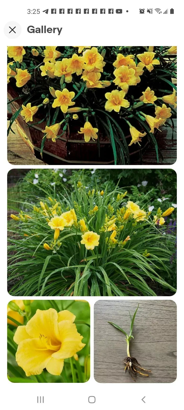 Perennial Stella De Oro Daylily Live Plant Root, Yellow Hemerocallis, Reblooming, Drought Tolerant, Outdoor Garden Flower