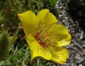 Yellow Blazing Star Seeds - 100 Fresh Seeds, Mentzelia lindleyi, Free USA Shipping
