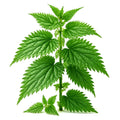 Stinging Nettle Seeds - 300 Heirloom Perennial Medicinal Herb - Urtica dioica - Hardy with Free Shipping