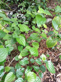 Large Rooted Piper Sarmentosum Plant – Lolot / Wild Pepper / Wild Betel Leaf – Live Edible Herb for Cooking & Garden