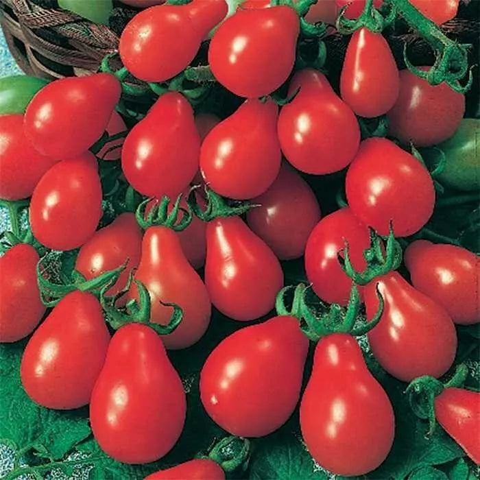 Red Pear Tomato Seeds - Heirloom Non-GMO - 10+ Fresh Seeds - Lycopersicon esculentum