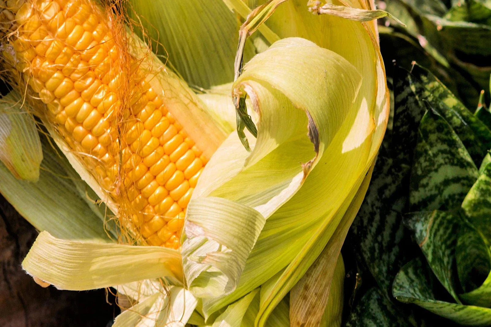 Bantam Sweet Corn Seeds - Heirloom Variety - Non-GMO - Zea mays - Ideal for Home Garden Planting