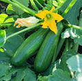 Fresh Black Beauty Squash Seeds - 20 Premium First-Rate Seeds - Cucurbita pepo