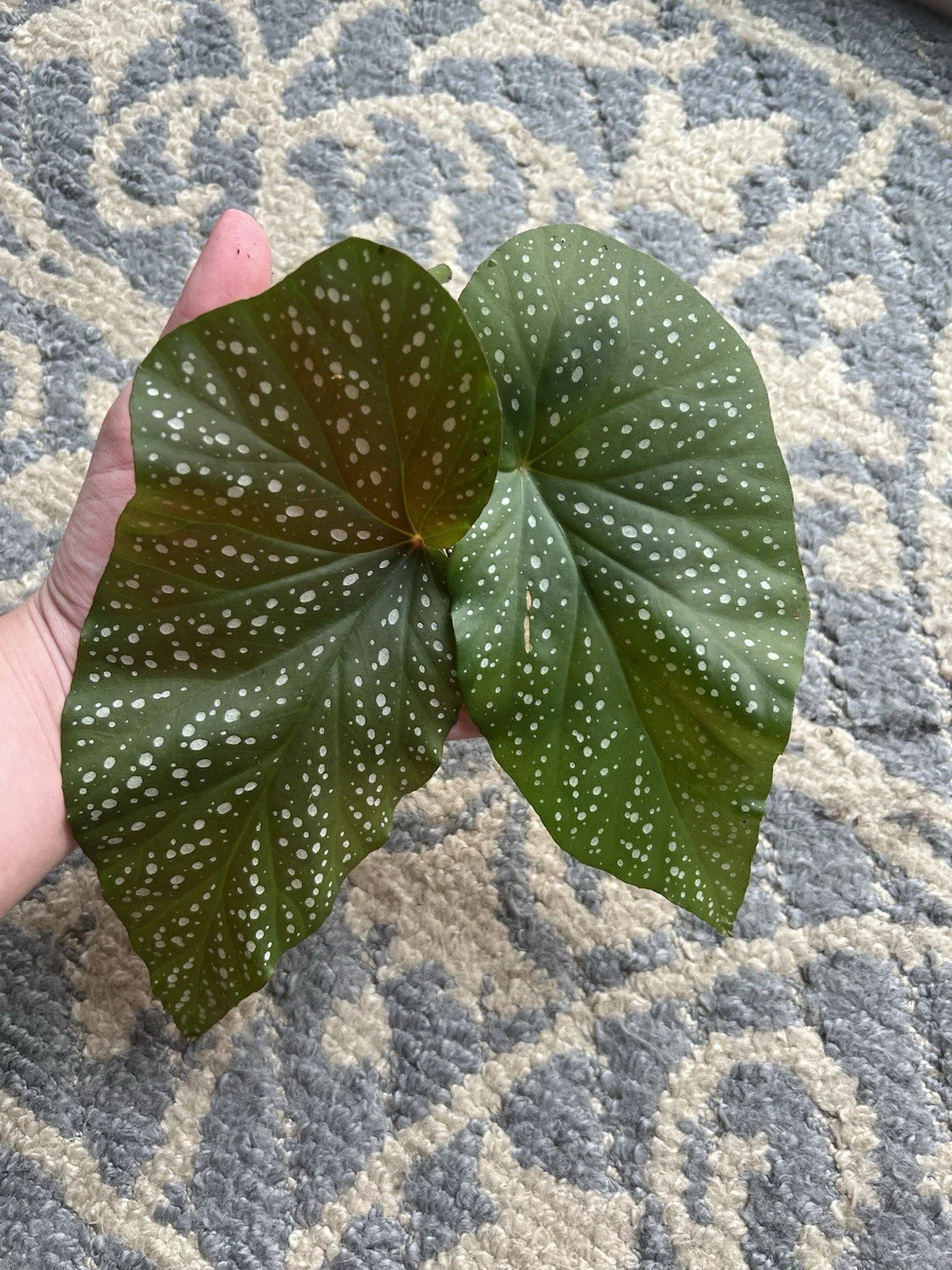 Giant Angel Wing Begonia Cuttings - 2 Pieces - Indoor Plant - Begonia Clypeolata