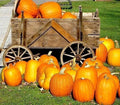Large Jack O' Lantern Pumpkin Seeds - Heirloom Carving Pumpkin - 10 Seeds - 25-40 lbs