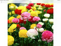 Ranunculus Persian Buttercup Seeds, 100 Count Packet, USA Grown, Flower Seeds for Garden, Ranunculus asiaticus