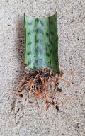 Snake Plant Cutting with Roots, 3 Inches, Hardy Fast-Growing Live Plant, Sansevieria Trifasciata