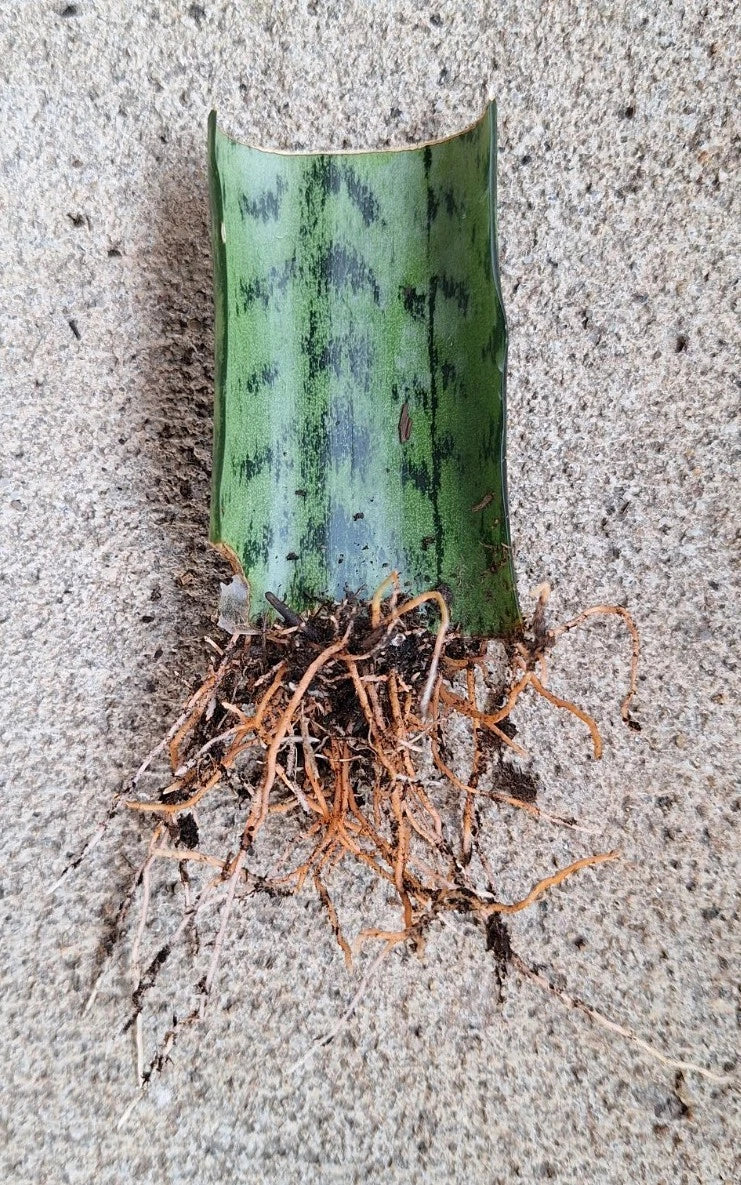 Snake Plant Cutting with Roots, 3 Inches, Hardy Fast-Growing Live Plant, Sansevieria Trifasciata