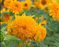 Dwarf Teddy Bear Sunflower Seeds - 20+ Non-GMO Heirloom Seeds | Helianthus annuus | Free Shipping