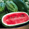 Congo Watermelon Seeds - 12 Pack - Non-GMO Heirloom Organic - Citrullus lanatus