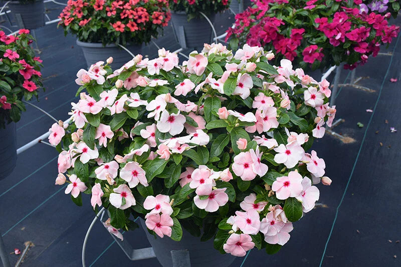Vinca Logro Apricot Seeds - 100 Count - Vinca Rosea - Non-California Shipping