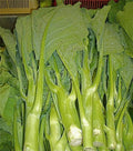 KAILAAN Seeds | Heirloom Chinese Broccoli Kale | Gai Lan Asian Green | Brassica oleracea var. alboglabra