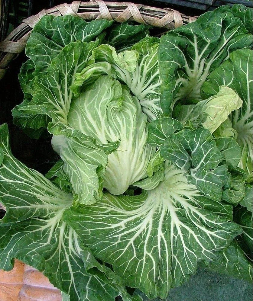 Portuguese Kale Seeds 100 - 5000 Couve Tronchuda, Tender Variety for Caldo Verde Soup, Brassica oleracea