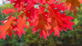 Red Oak Tree Seedlings | Live 1-3 ft | Quercus rubra | Non-California Shipping