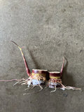 Rooted Dark Purple Sugarcane Cuttings - 2pcs Sweet & Juicy (Saccharum spontaneum) Ready to Plant