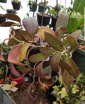 Hoya Bhutanica Rooted Plant in 3" Pot - Beautiful Indoor Houseplant, Easy Care Succulent - Hoya Species