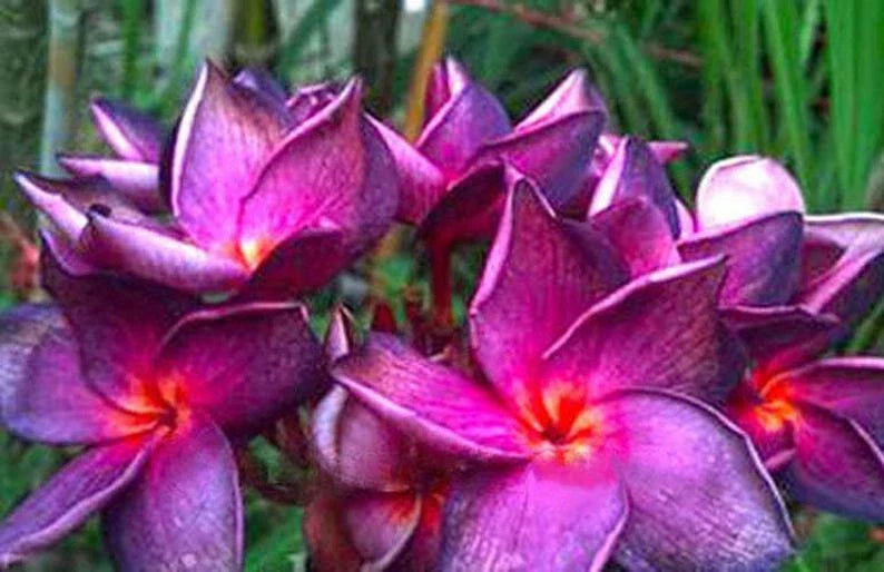 Plumeria Seeds - 5 Bright Purple Pink Perennial Flower Seeds - Frangipani (Plumeria spp.)