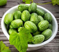 Cucamelon Seeds - 15+ Non-GMO Mouse Melon - Melothria Scabra Mexican Sour Gherkin