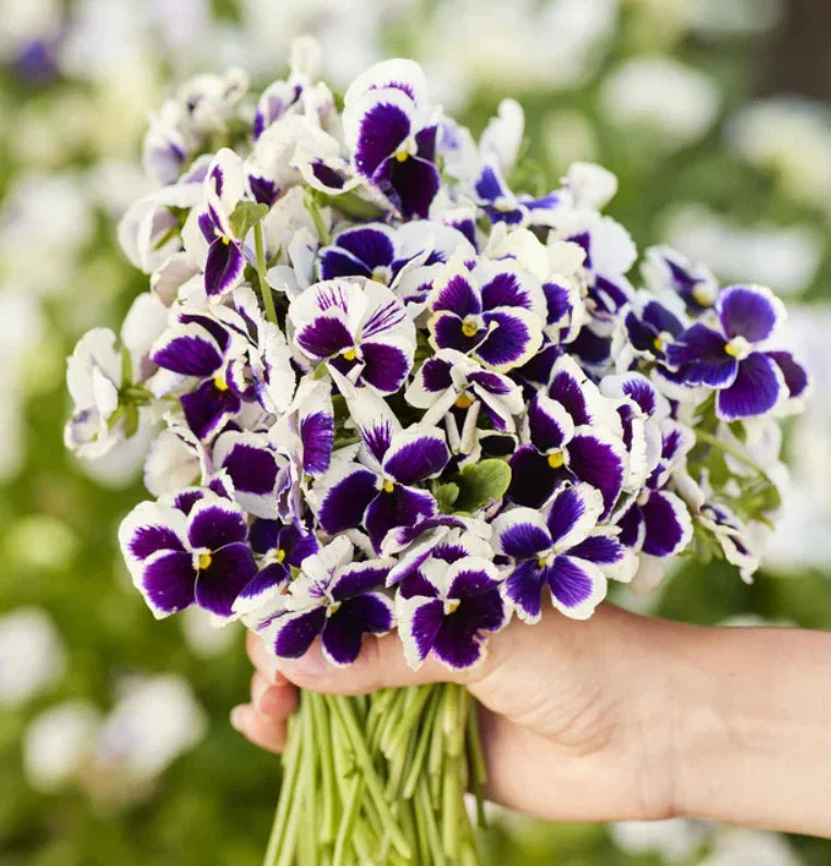 Pansy Seeds - 200 Count - Swiss Giants SILVERBRIDE Purple Blue - Cool Weather Container Plant - Viola x wittrockiana
