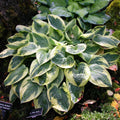 Hosta Plant Wide Brim Medium Classic 2.5" Pot - Disease-Free Live Plant (Hosta sieboldiana 'Wide Brim')