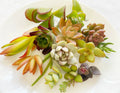 Succulent Cuttings - 15 Colorful Healthy Varieties - Perfect for Planting & Arrangements - Various Species Available