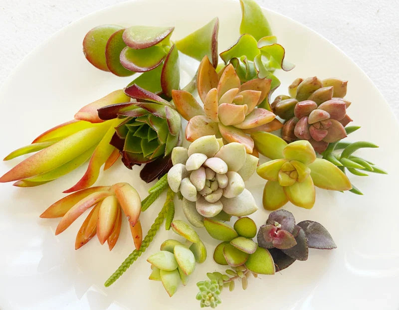 Succulent Cuttings - 15 Colorful Healthy Varieties - Perfect for Planting & Arrangements - Various Species Available