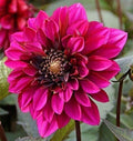 Dahlia Plant Bulb Tuber 1 Live 'Purple Haze' Anemone Magenta Pink Red Flower, Dahlia Rosea, 4-6" Blooms, Pollinator Friendly