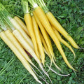 Solar Yellow Carrot Seeds | Heirloom Non-GMO | Organic Gardening | Daucus carota