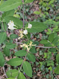 Winter Honeysuckle Shrub, Bare Root, Fast Growing & Fragrant, Lonicera fragrantissima - Hardy Blooming Plant for Garden
