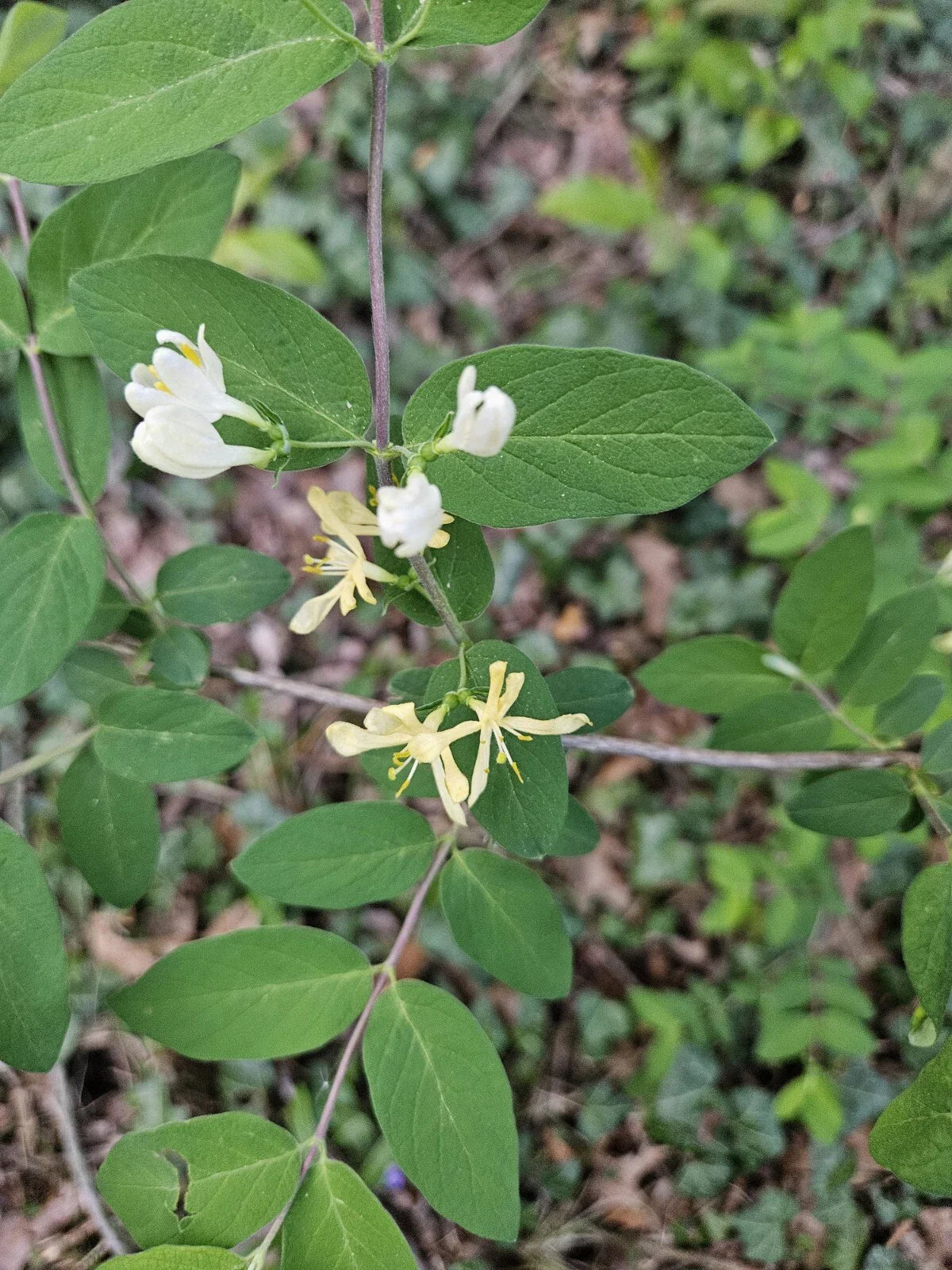 Winter Honeysuckle Shrub, Bare Root, Fast Growing & Fragrant, Lonicera fragrantissima - Hardy Blooming Plant for Garden