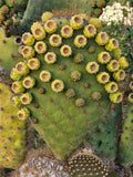 Opuntia Galapageia var. Profusa - Unrooted Very Large Pad with Attached Fruit - Cactus Plant