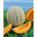 Premium Heirloom Cantaloupe Seeds - Hale's Best Jumbo - Sweet Flavor - Cucumis melo
