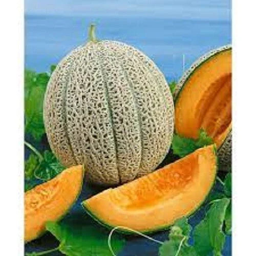 Premium Heirloom Cantaloupe Seeds - Hale's Best Jumbo - Sweet Flavor - Cucumis melo