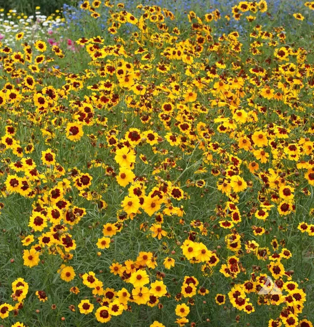 Plains Coreopsis Seeds - 500 Heirloom Wildflower Seeds for Full/Part-Sun - Calliopsis Native Wildflower