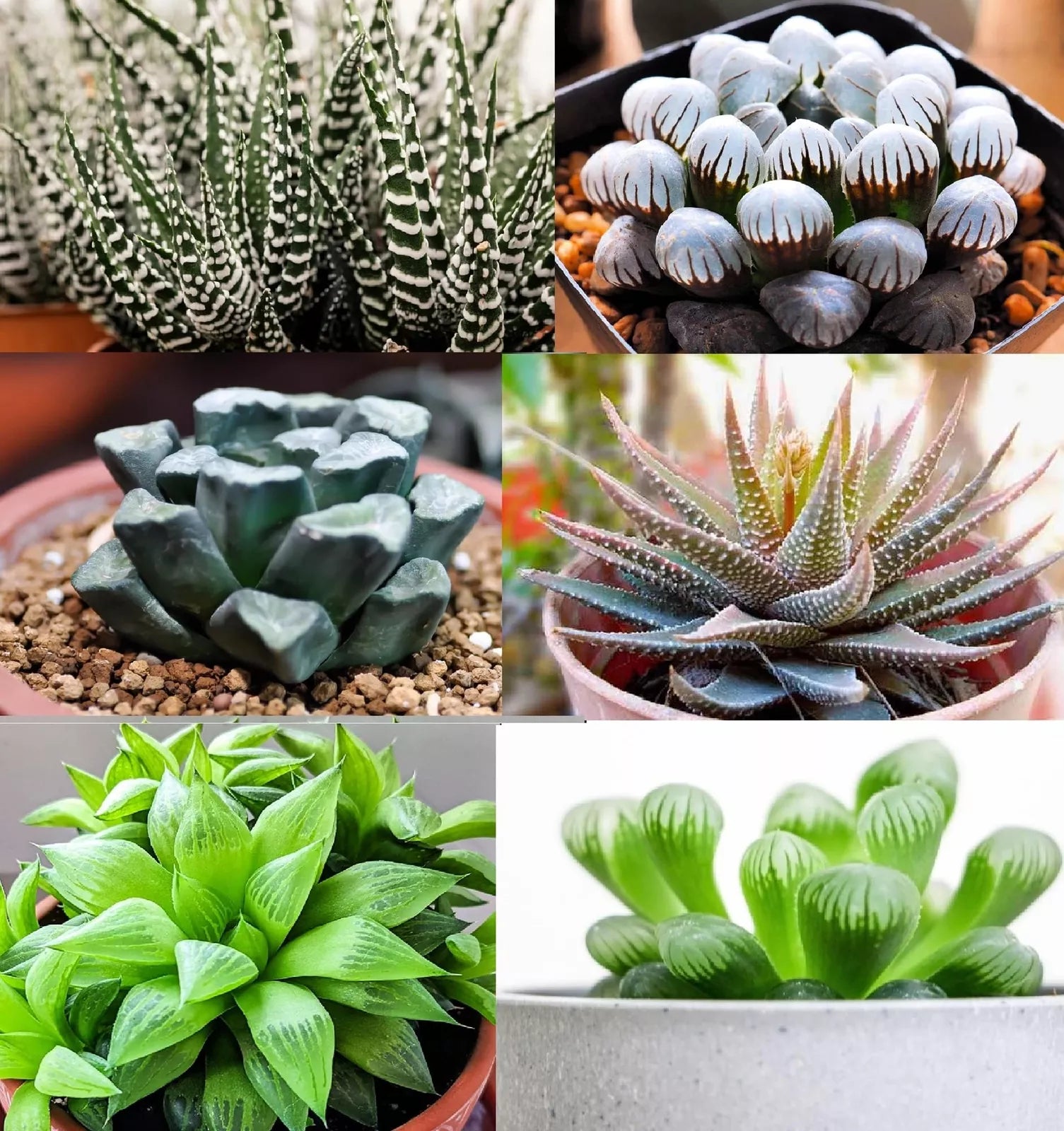 Haworthia Hybrid Succulent Seeds Mix (30+ Seeds) - Assorted Varieties for Gardening - Haworthia spp.